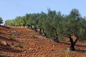 Terrain DE 10HR arborés à sidi jdidi Hammamet