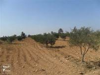 Un terrain agricole sur la route principale à hammamet beni wael